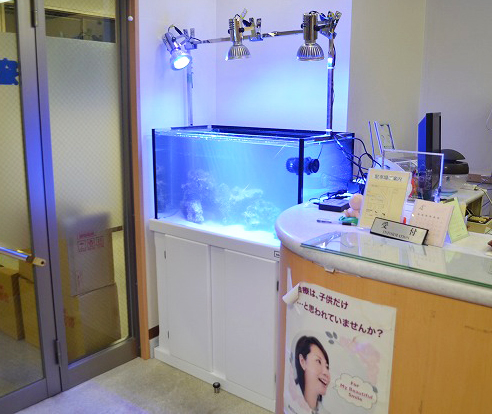 歯科医院にあるオシャレなマーフィード水槽900 | 生麦海水魚センター別館