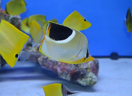 チョウチョウウオに関する記事一覧 生麦海水魚センターネットショップ