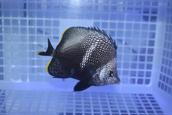 ユウゼン 生麦海水魚センターネットショップ