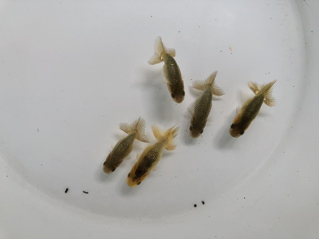 らんちゅう ３月生まれ Cセット  生麦海水魚センターネットショップ