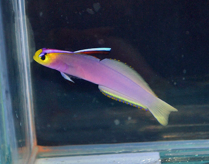 特価】パープルファイヤーゴビー | 生麦海水魚センターネット