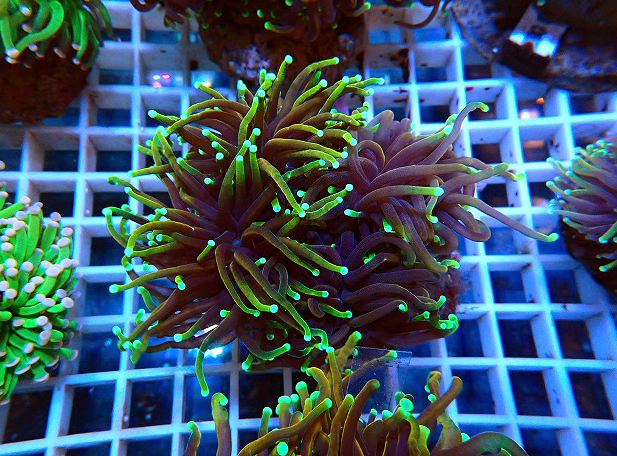 ツツマルハナサンゴゴールドb 生麦海水魚センターネットショップ