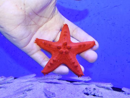 コブヒトデレッド 生麦海水魚センターネットショップ