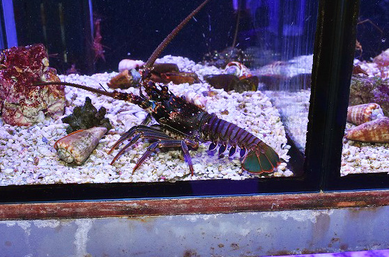 カノコイセエビ 生麦海水魚センターネットショップ