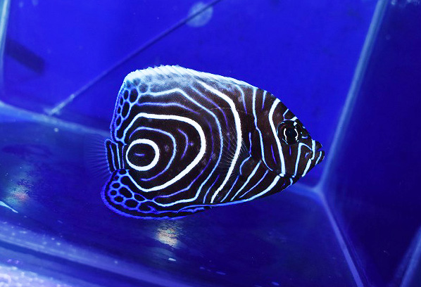 ウズマキc 生麦海水魚センターネットショップ