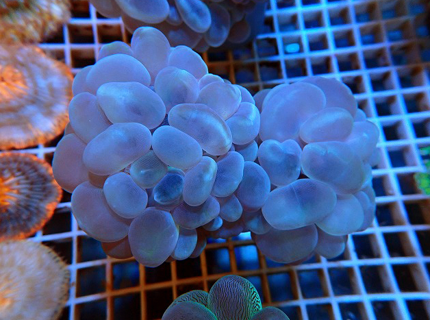 バブルコーラルホワイトb 生麦海水魚センターネットショップ