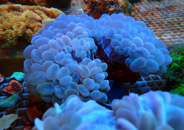 バブルコーラルホワイトe 生麦海水魚センターネットショップ