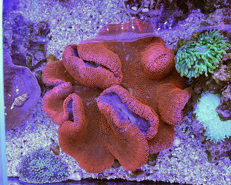 イボハタゴイソギンチャクレッド 生麦海水魚センターネットショップ