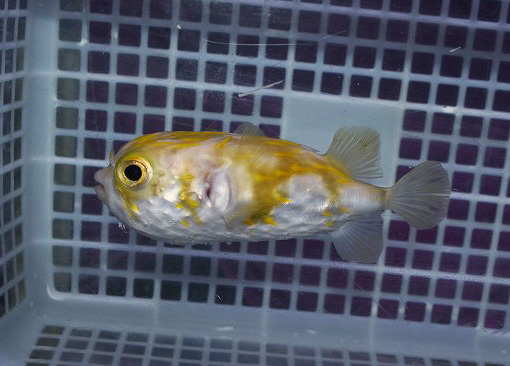 オーストラリア産サザングローブフィッシュa 生麦海水魚センターネットショップ