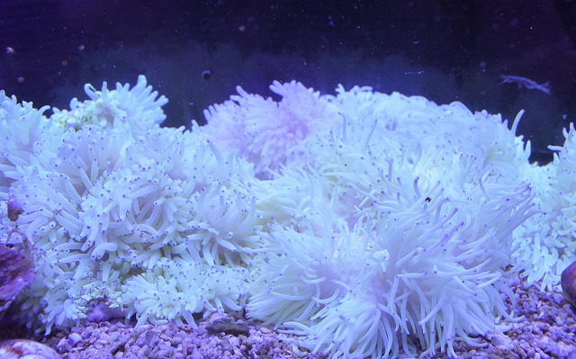 シライトイソギンチャク 生麦海水魚センターネットショップ