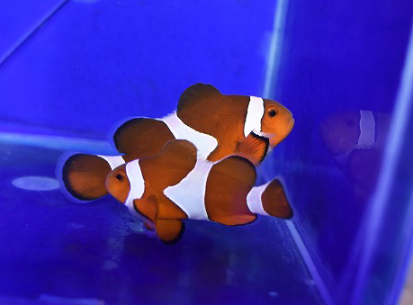 沖縄産カクレクマノミペアb 生麦海水魚センターネットショップ