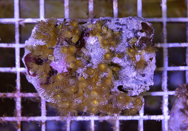 イエローポリプe 生麦海水魚センターネットショップ