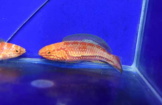 s220615256