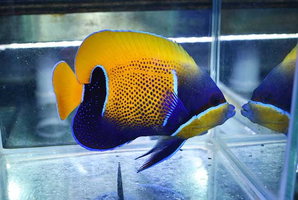 イナズマヤッコc 生麦海水魚センターネットショップ