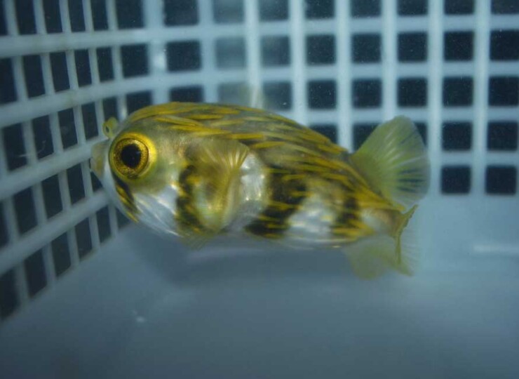 オーストラリア産サザングローブフィッシュc 生麦海水魚センターネットショップ