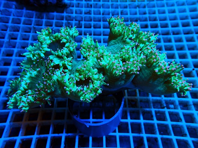 インドネシア産トランペットコーラルb 生麦海水魚センターネットショップ