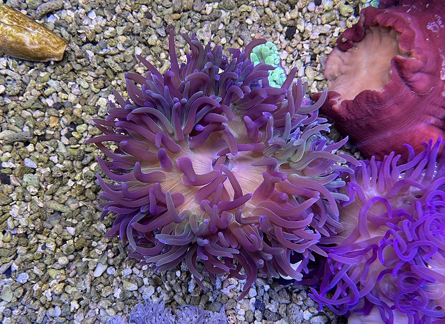 ロングテンタクルパープルa 生麦海水魚センターネットショップ