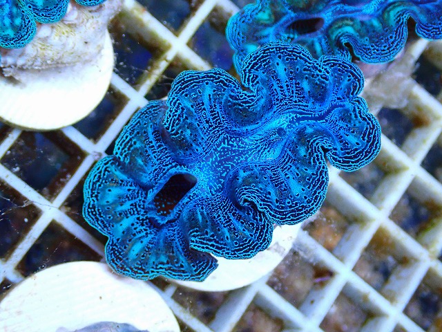 沖縄石垣島 天然 ヒレシャコ貝 シャコ貝 貝殻 希少 貴重 入手