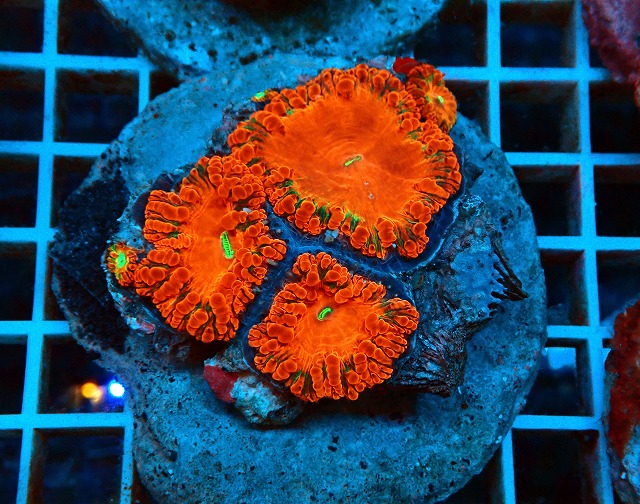 珊瑚　拝見　49gコレクションにいかがでしょうか