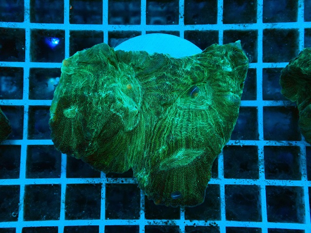 c230310357