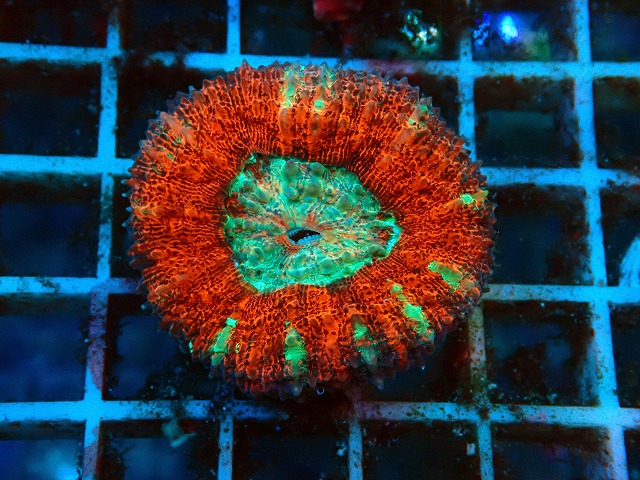 c230330327