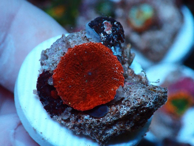 l230318470