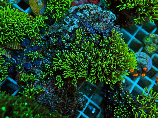 l230324407