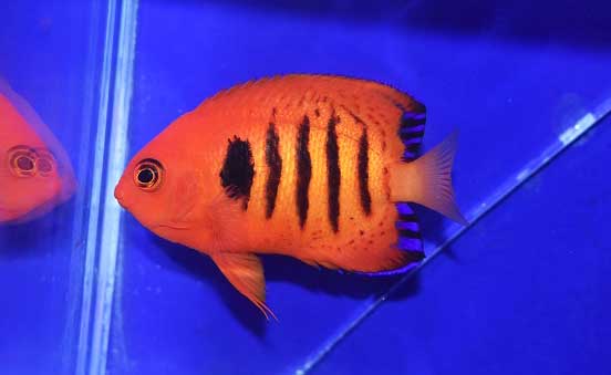 フレームエンゼル 6〜7センチ 海水魚