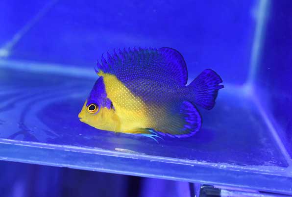 沖縄産スミレヤッコ ヤッコ 海水魚