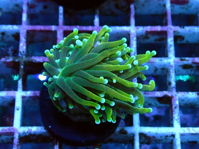 c230923323