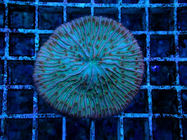 c230924305