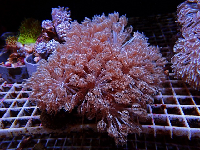 l230923403
