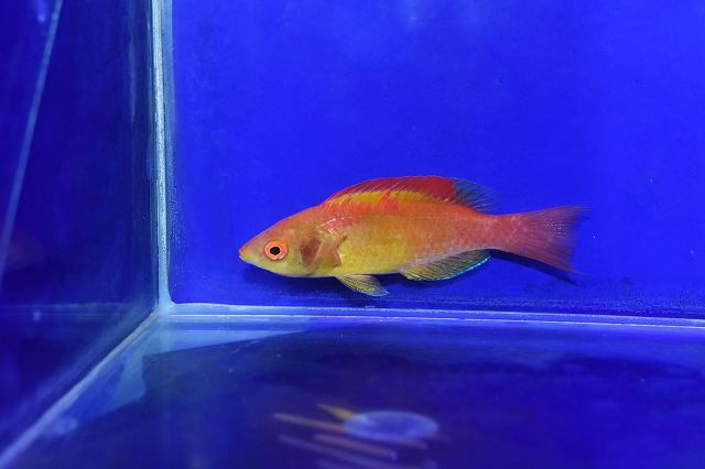 l231109415