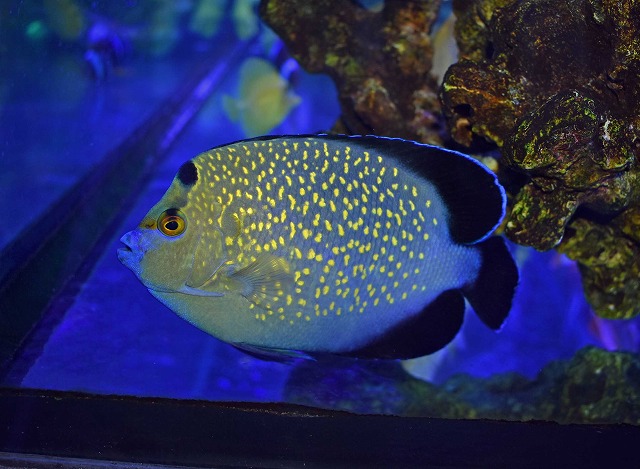 ゴールドフレークエンゼル | 生麦海水魚センターネットショップ