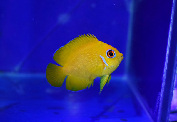 南コンゴ産 ポギーオオツノカナブン f. refino ペア 84mm 58mm 【公式