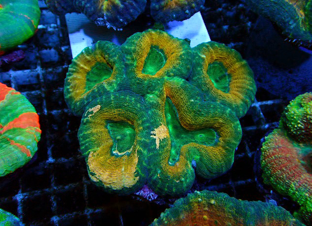 オーストラリア産マルハナガタG | 生麦海水魚センターネットショップ 