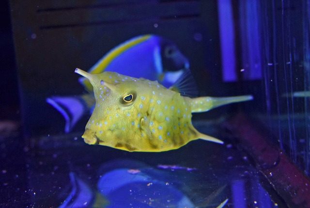 生麦海水魚センターネットショップ | 生麦海水魚センターネット