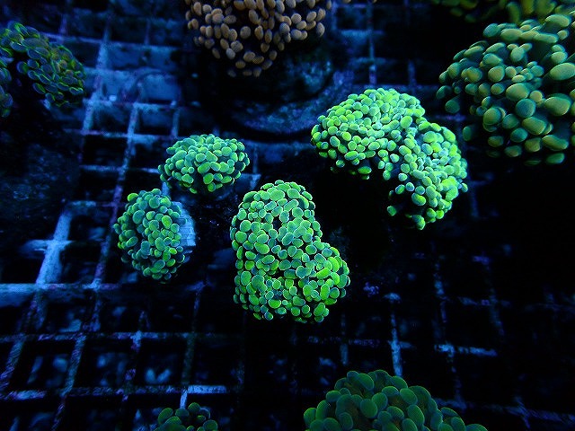 ナガレハナブランチグリーンB | 生麦海水魚センターネットショップ