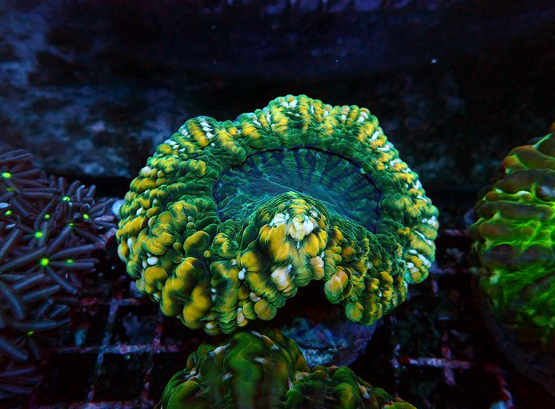 サンゴ ハナガタサンゴ ハードコーラル 20cm位!