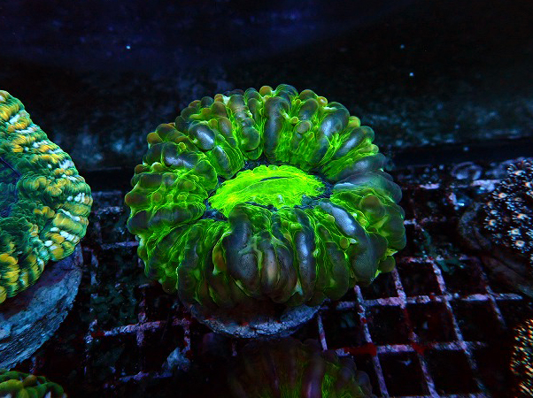 インドネシア産コハナガタサンゴH | 生麦海水魚センターネット