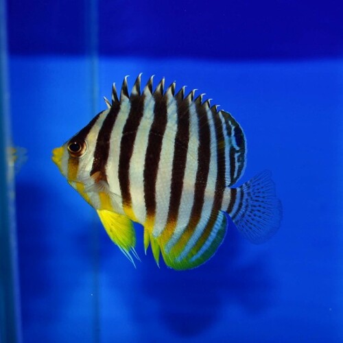 c250313302