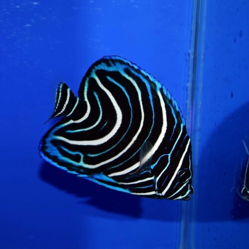 c250313321