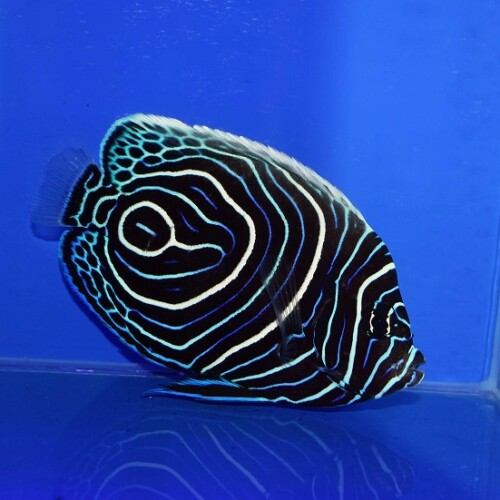c250313330