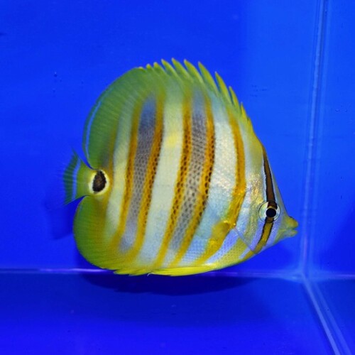 c250315301