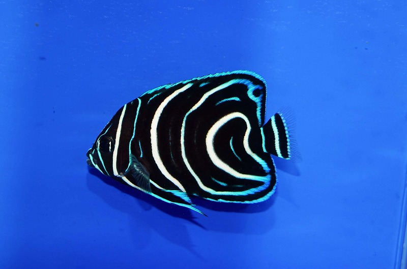 c250320357