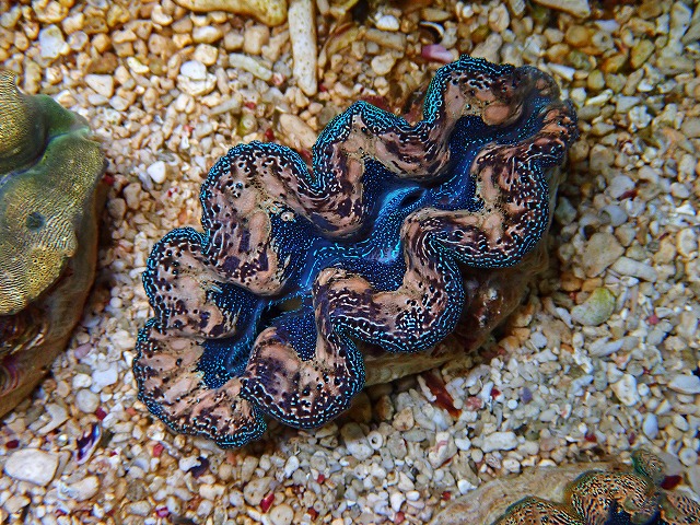 l250312418
