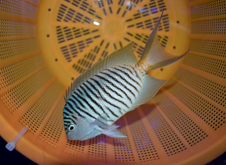 ヤイトヤッコオス | 生麦海水魚センターネットショップ ヤイトヤッコオス | 生麦海水魚センターネットショップ