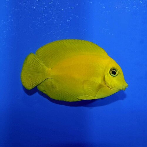 生麦海水魚センターネットショップ | 生麦海水魚センターネット