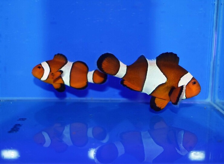 セブ産カクレクマノミpr | 生麦海水魚センターネットショップ