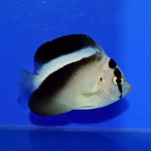 生麦海水魚センターネットショップ | 生麦海水魚センターネット